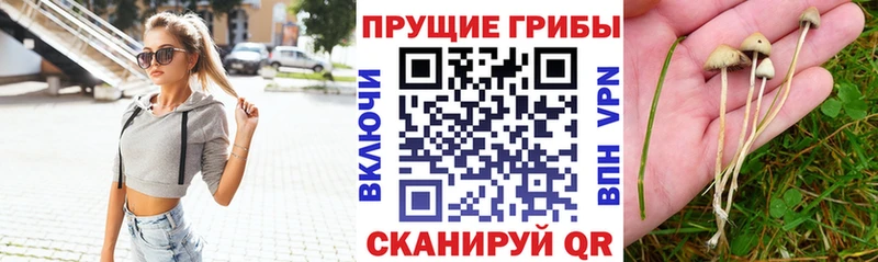 Купить  Боровичи  Псилоцибиновые грибы прущие грибы 